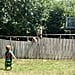 Toddler Plays Fetch With Neighbor's Dog