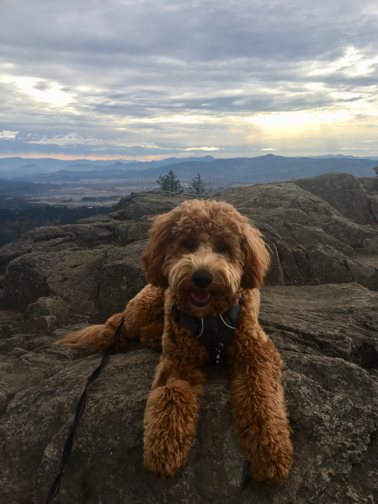 Cute Pictures of Goldendoodles