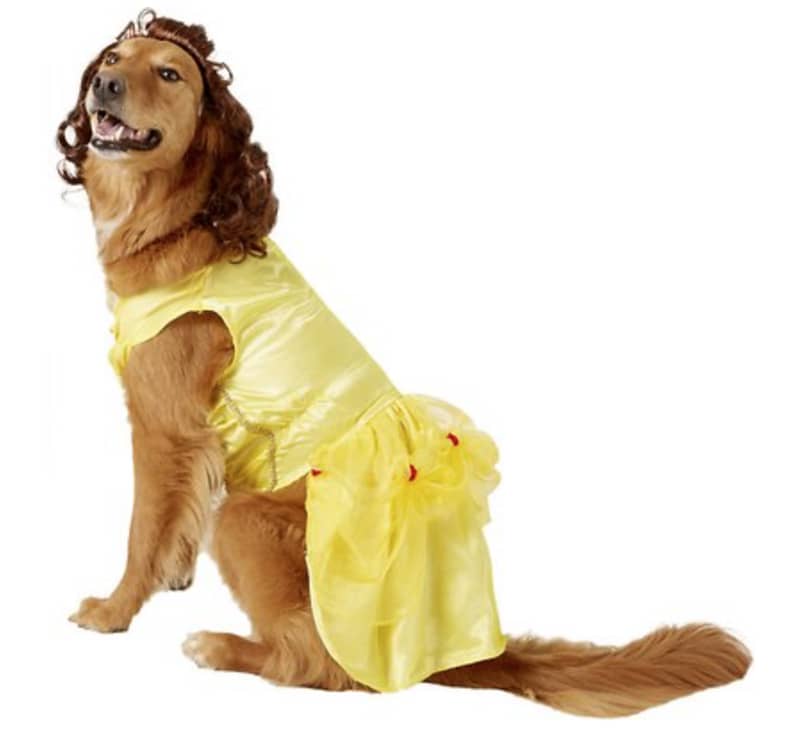 Princess belle shop dog costume