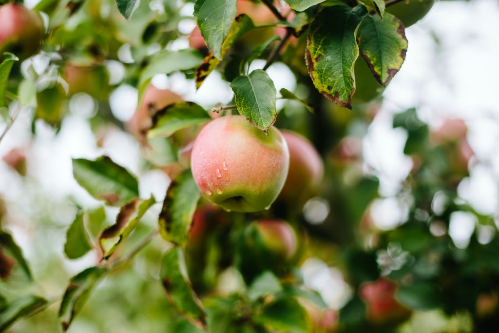Apple Orchard Engagement Shoot