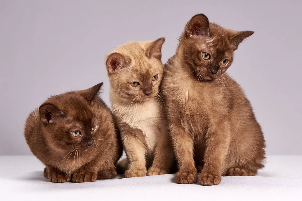 Best Cat Breeds For First-Time Owners: Burmese