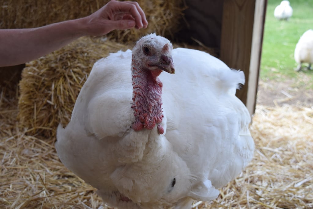 Farm Sanctuary Pictures