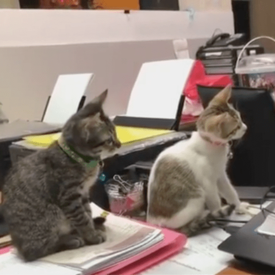 Kittens Watching Tom & Jerry | Video