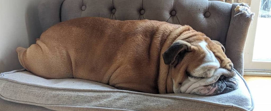 Pictures of Winston the Bulldog Sleeping