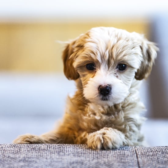 How to Create a Routine For Your Puppy