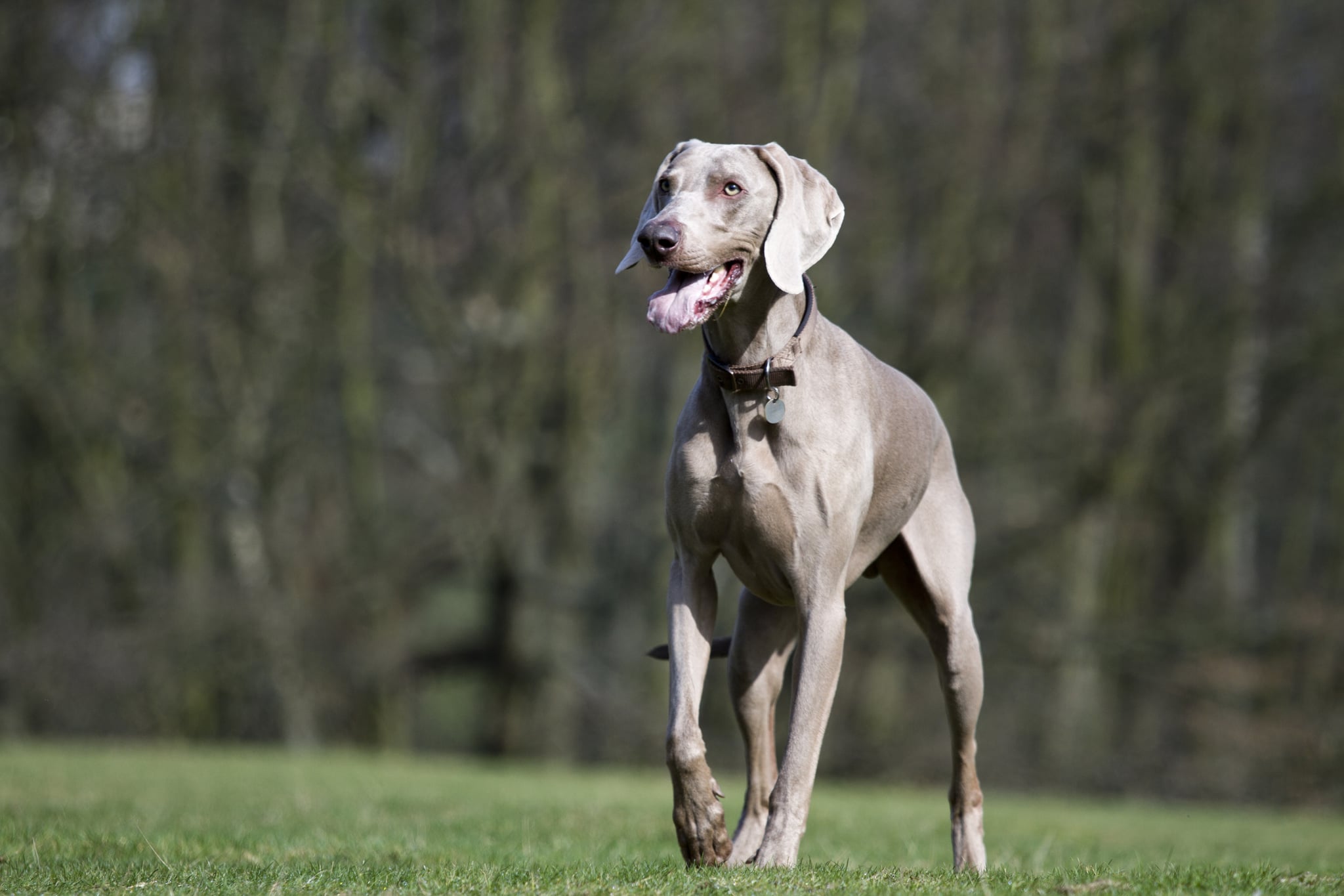 Worst dogs hot sale for apartments