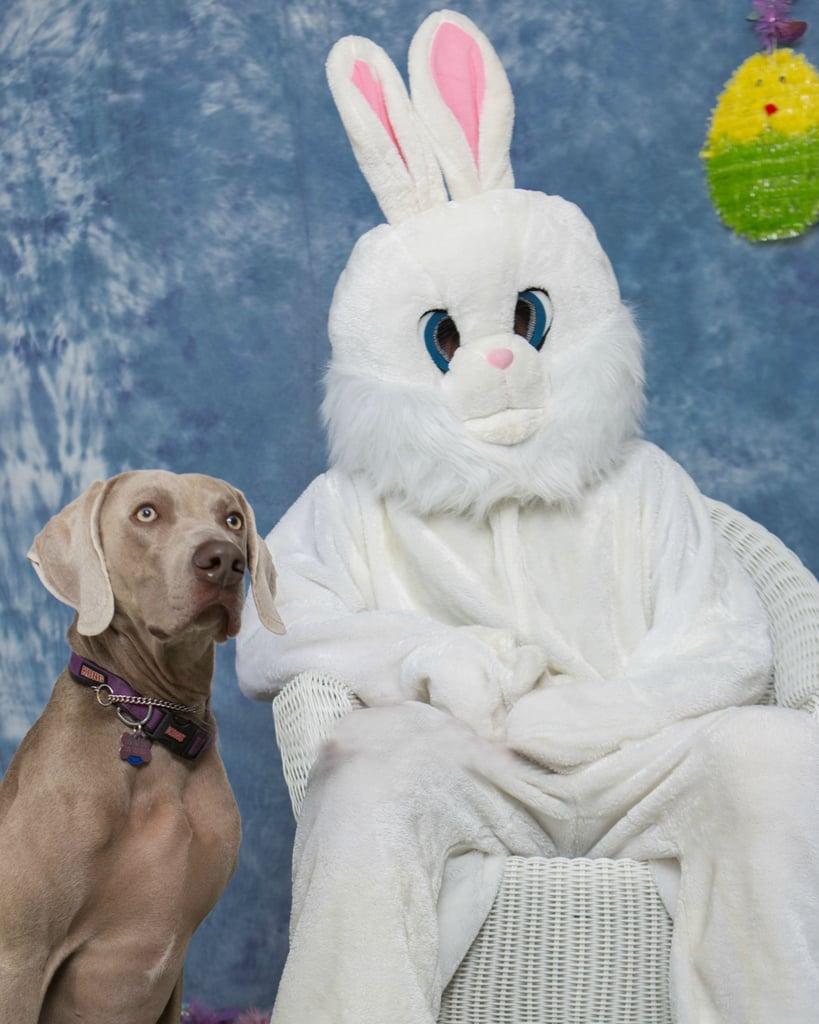 "My mom: 'If you guys aren't busy tomorrow morning we're taking Grayson to an Easter egg hunt and he's getting his picture with the Easter bunny!' Grayson is our family dog."
