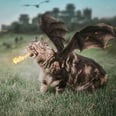 Even the Night King Would Think Twice Before Messing With These Game of Thrones Cats