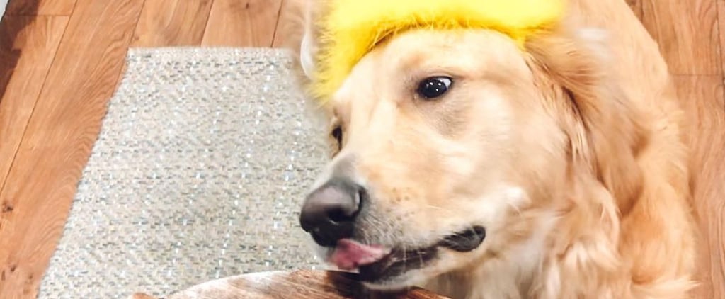 Dog Charcuterie Board Ideas