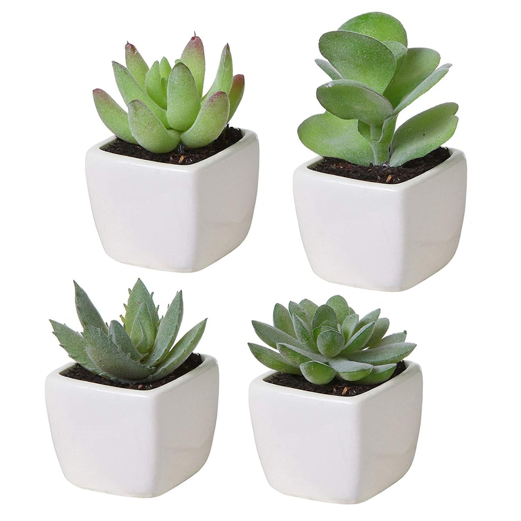 Set of 4 Mini Succulent Plants