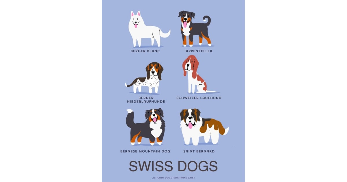 Шавка на английском. Породы собак названия. Породы собак с фотографиями и названиями. Иностранные породы собак. Плакаты с собаками.