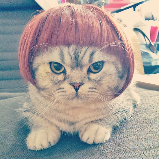 Cats Wearing Wigs