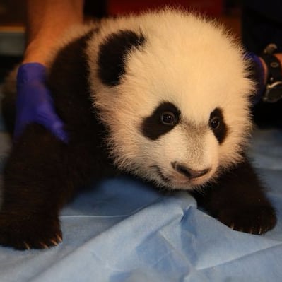 Bei Bei Panda Debut at National Zoo | Video