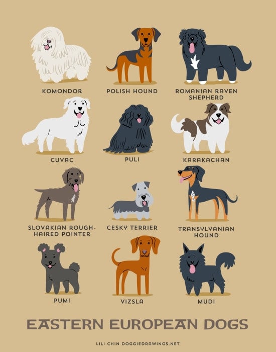 Middle eastern dog breeds hotsell