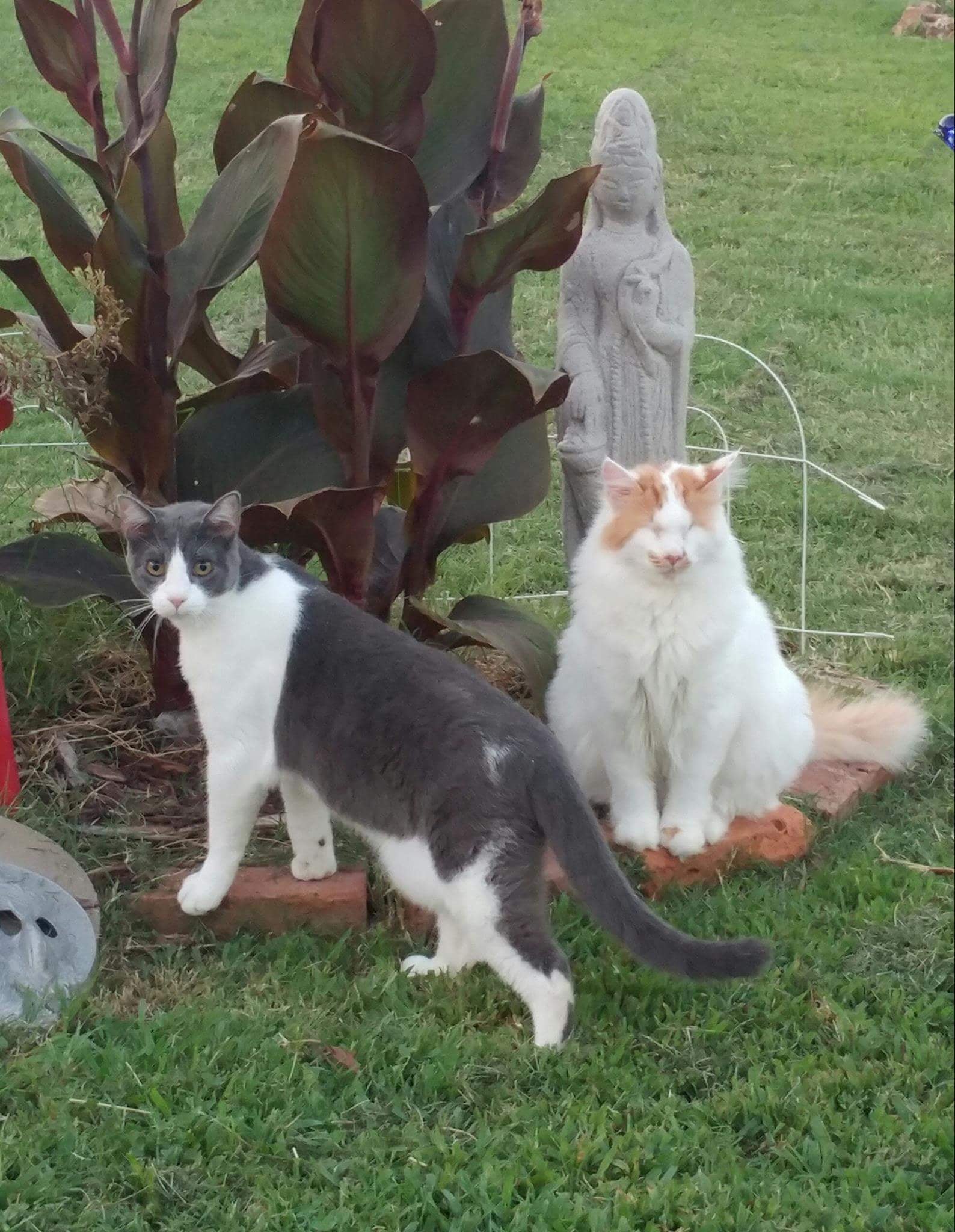 Blind Cat Picks His Own Cat Friend Cat With No Eyes Picks His