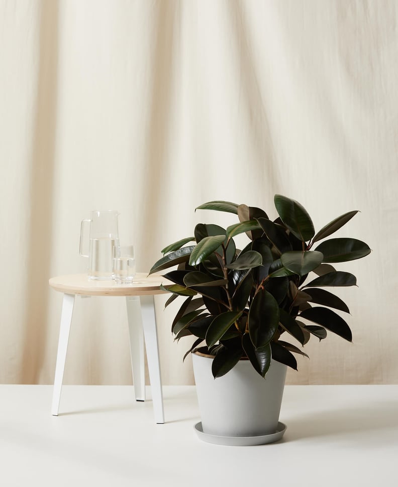 Bloomscape Burgundy Rubber Tree