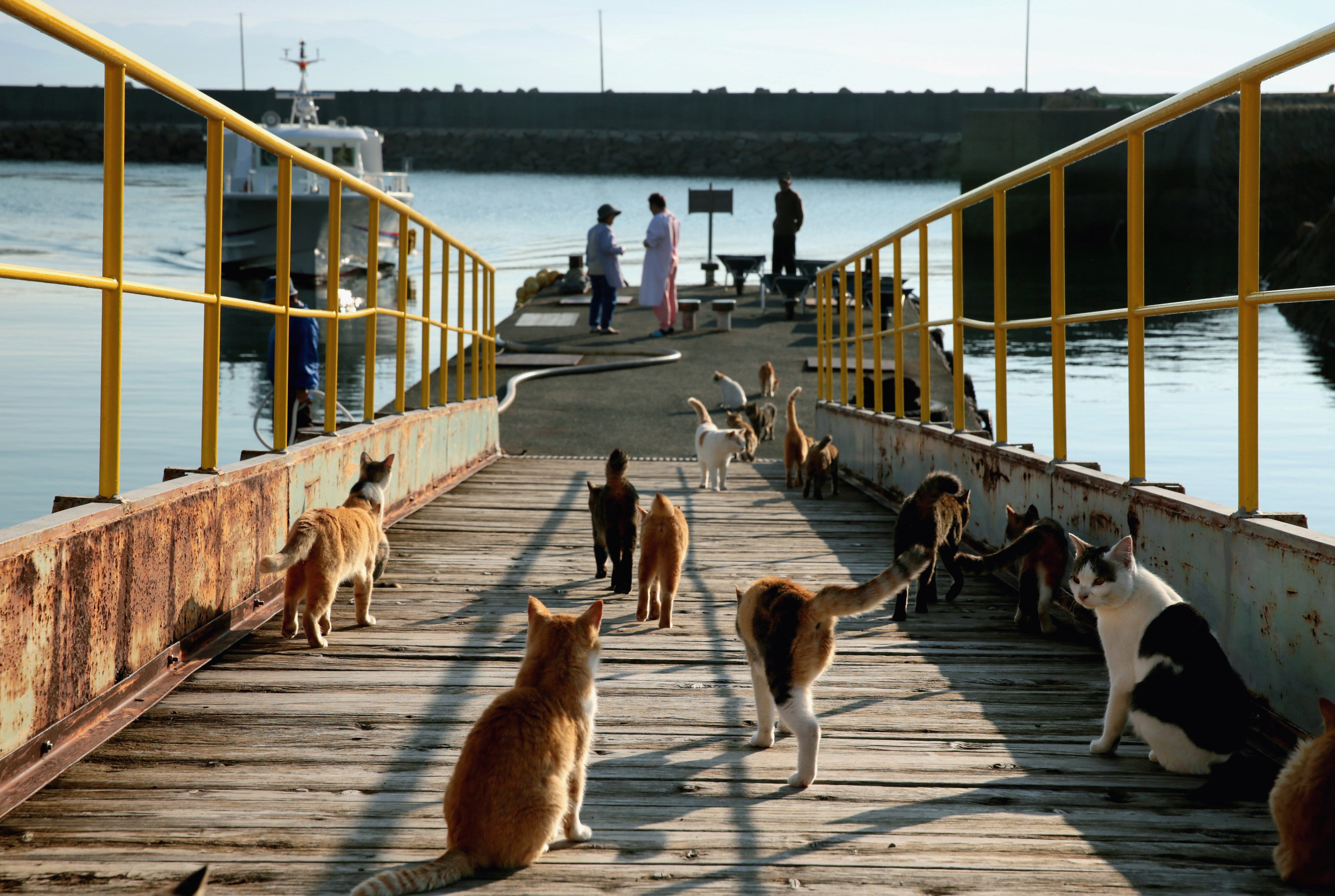 Aoshima: A Guide To Visiting the Best Cat Island in Japan