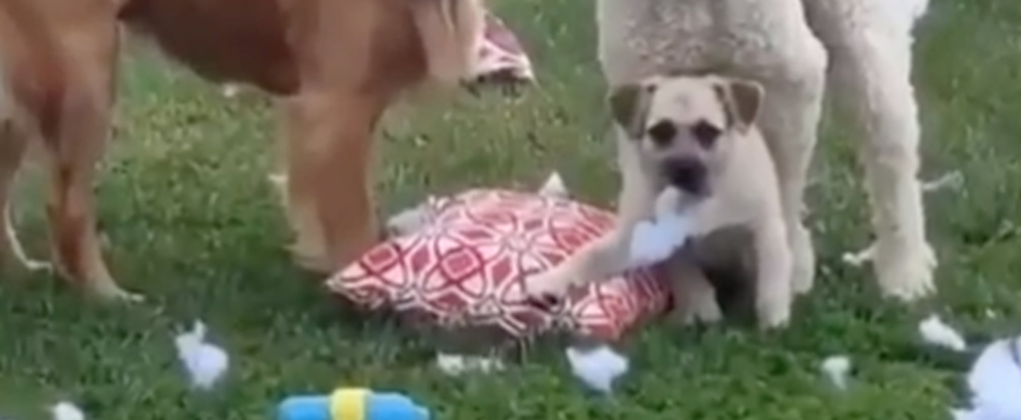 Video of 3 Dogs Tearing Up a Pillow in the Backyard POPSUGAR Pets