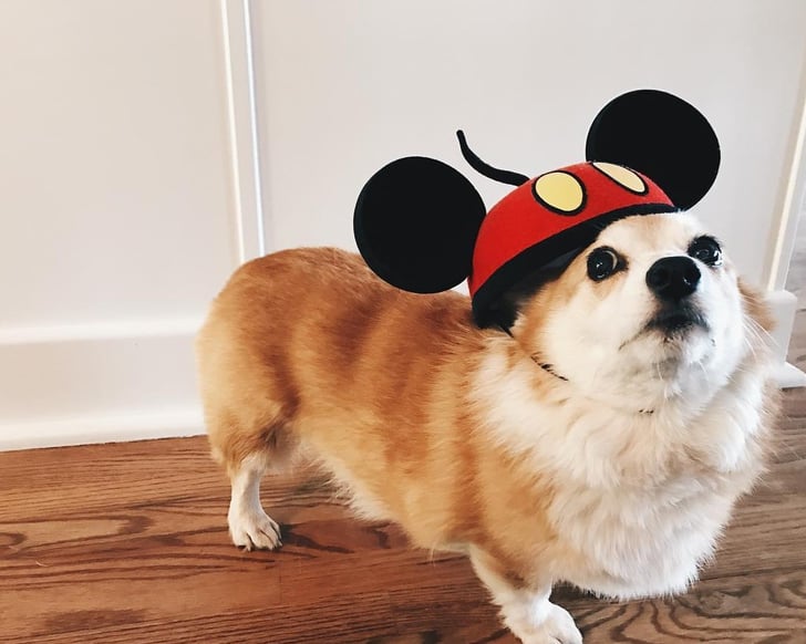 puppy with mickey mouse ears