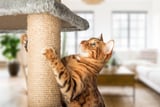 12 Cozy, Modern Cat Trees That Will Elevate Your Space