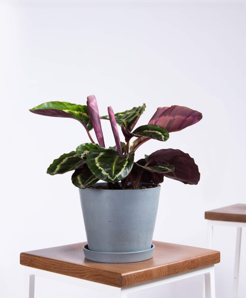 Potted Calathea Medallion Indoor Plant