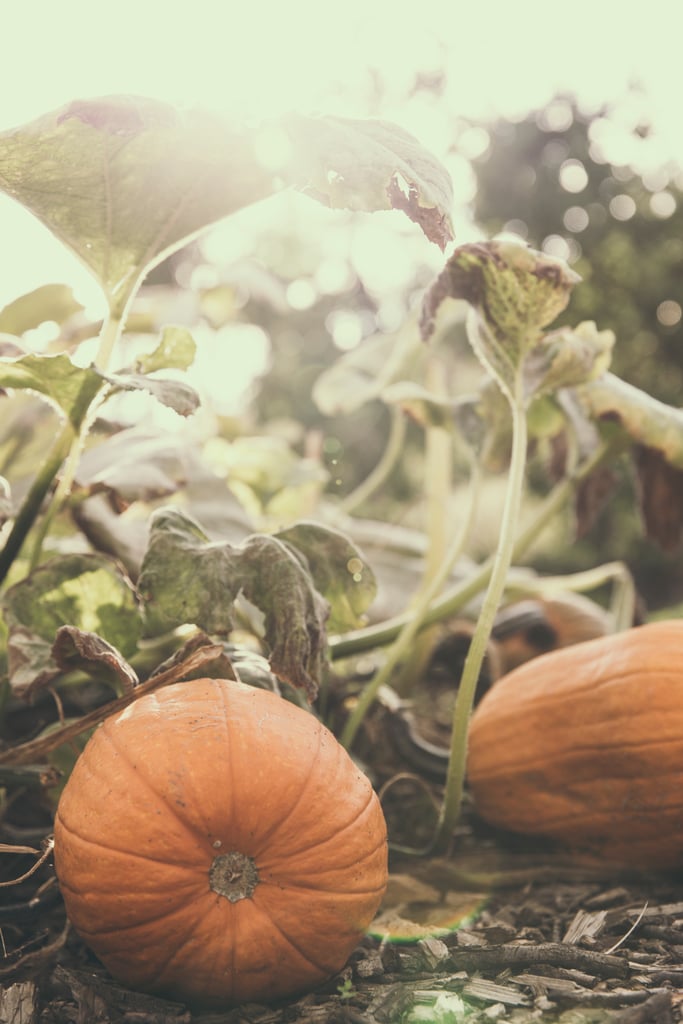 Pumpkin Patch iPhone Wallpaper