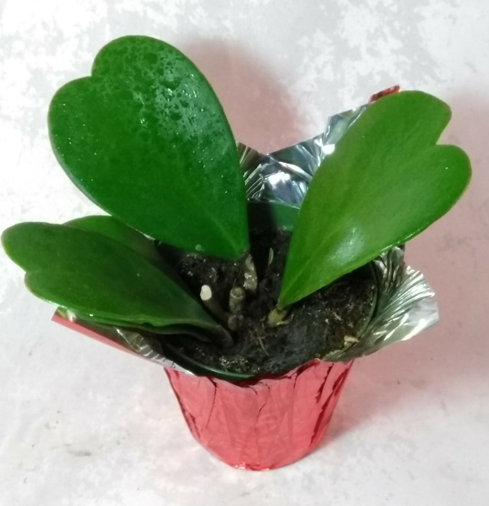Hoya Kerrii Sweetheart Plant