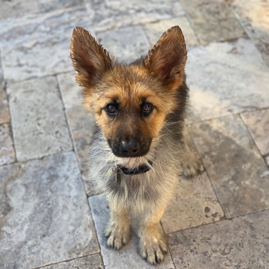 Ranger the Dwarf German Shepherd Looks Like a Puppy | Photos