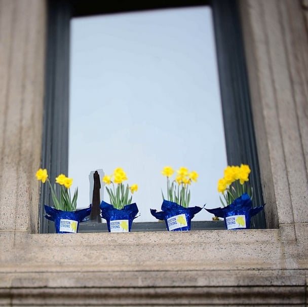 Marathon Daffodils