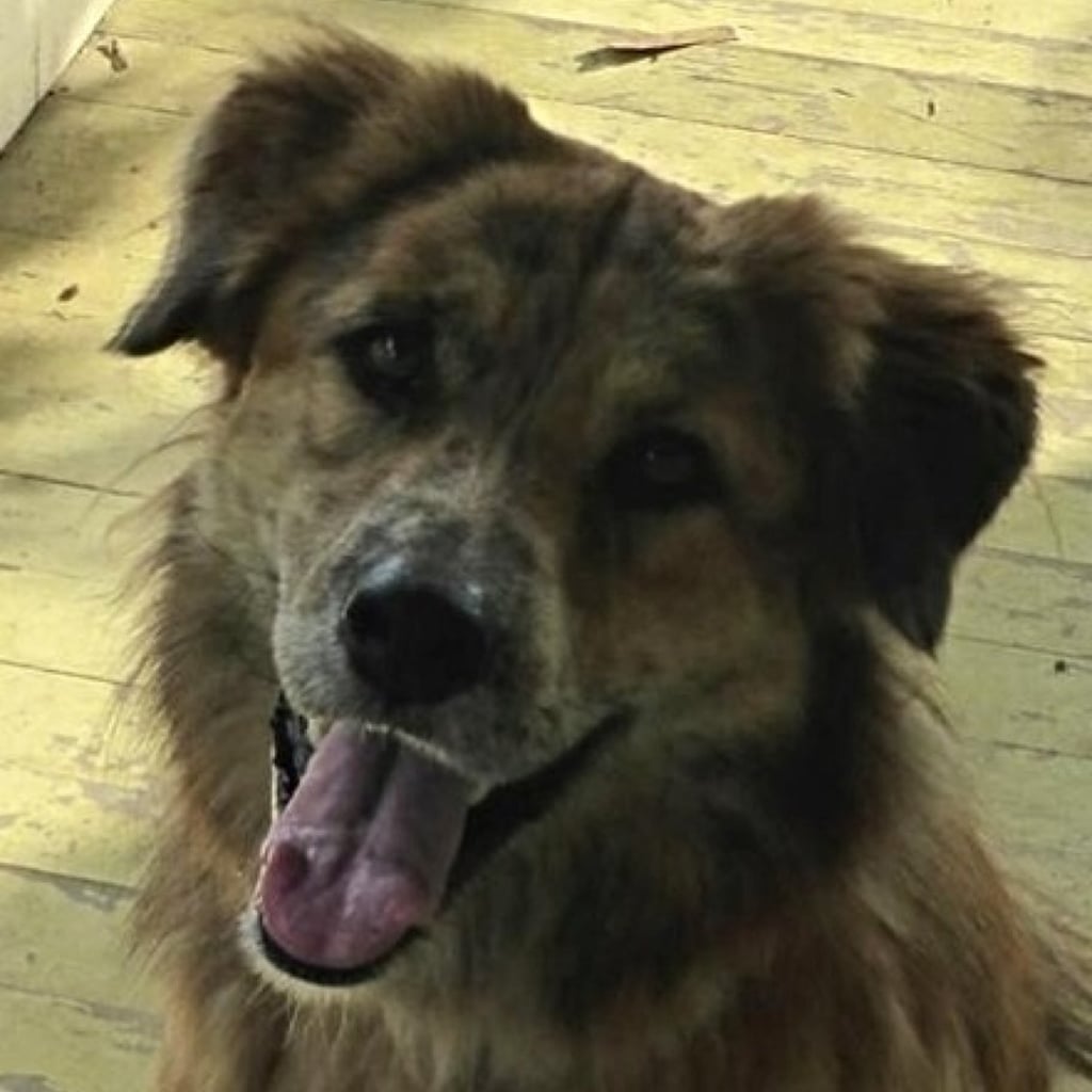 Winston the Dog, 12K Followers