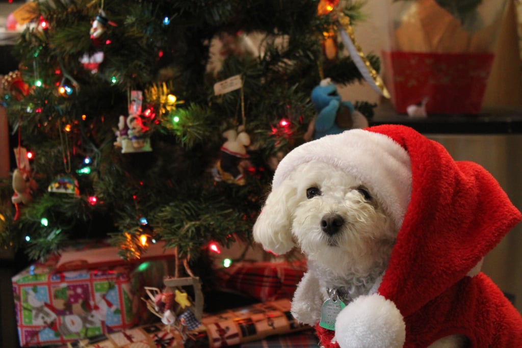 Dogs Dressed as Santa