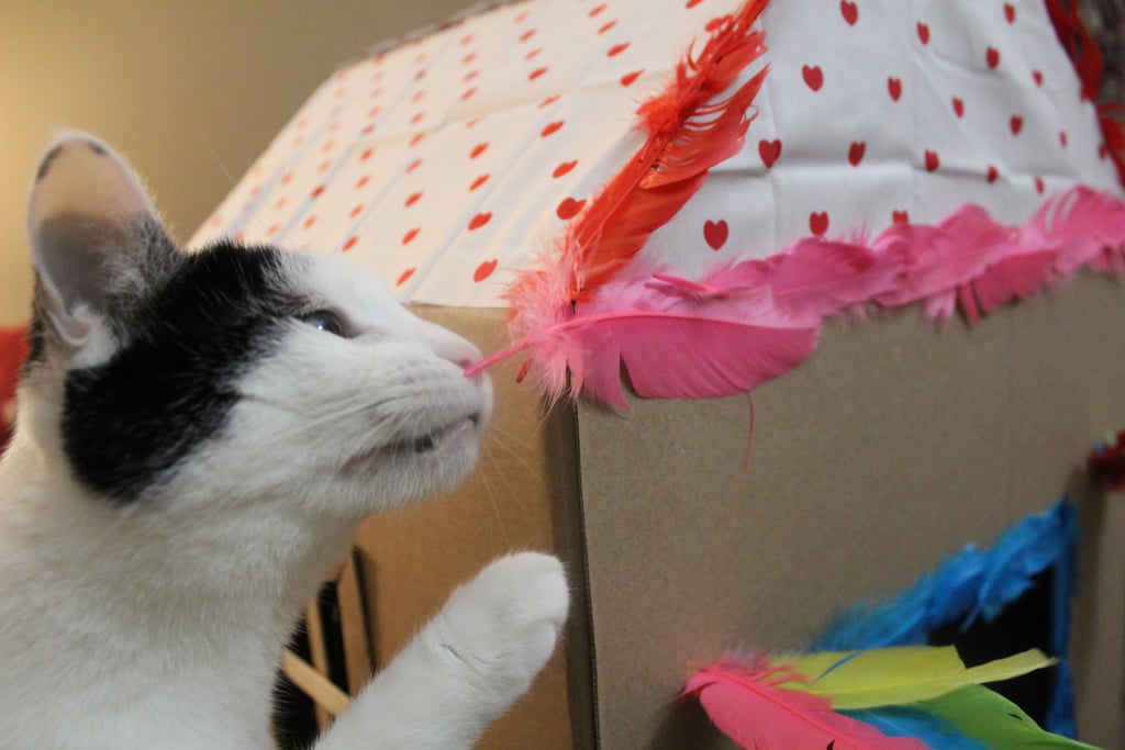 Let Your Cat Explore Their New Home