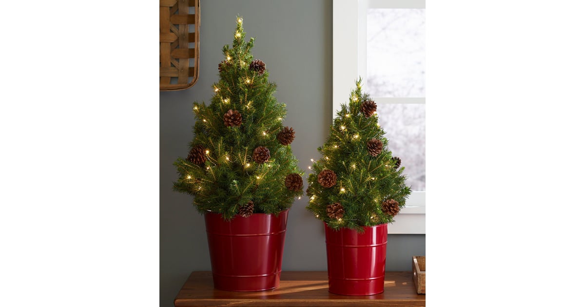 Woodland Tabletop Live Tree With Lights Best Live Tabletop Christmas Trees 2022 POPSUGAR
