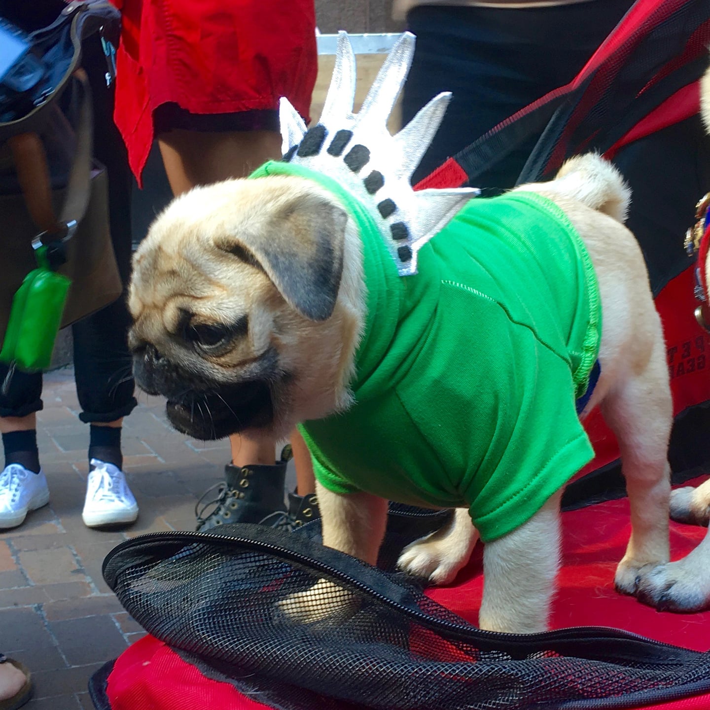 Pugs Take NYC Costumes | POPSUGAR Pets