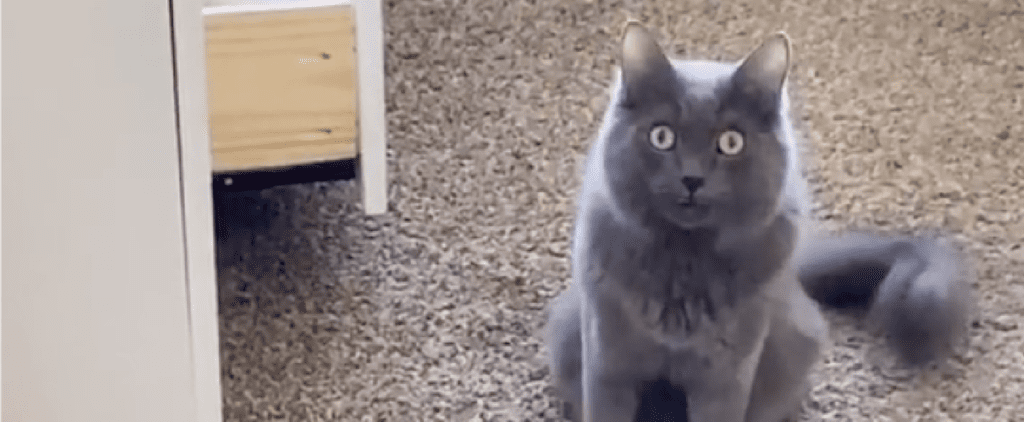 TikTok Video of Cat Replying "Nothing" to His Owner