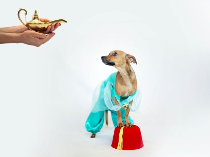 disney princess dogs