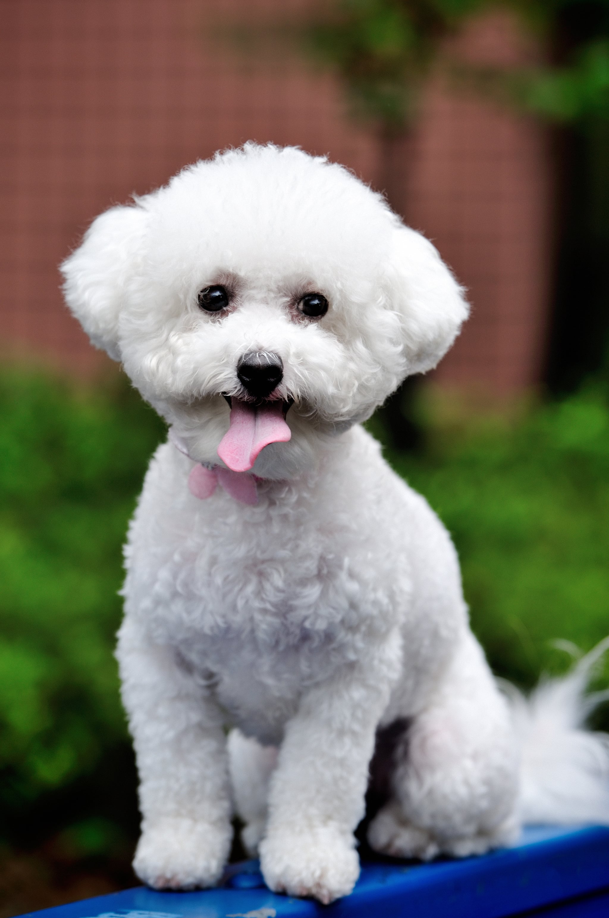 Bichon f hotsell