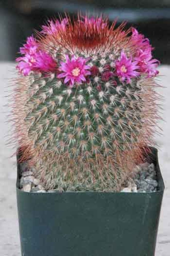 Flowering Cacti Best Indoor Flower Plants For Beginners POPSUGAR