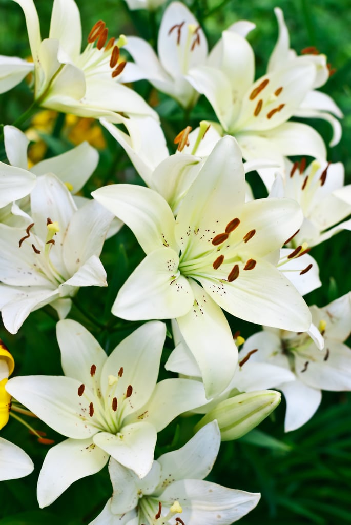 They Symbolize Purity Facts About Lilies POPSUGAR Home Photo 7