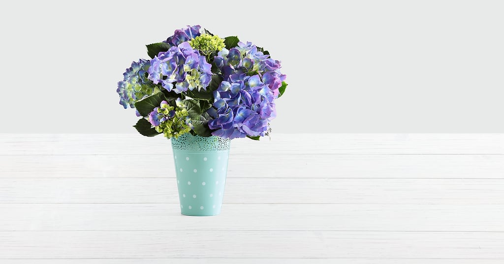 Potted Blue Hydrangea