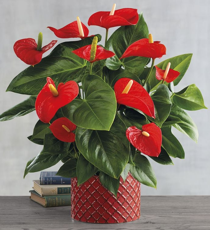 Best Indoor Flower Plants For Beginners | POPSUGAR Home