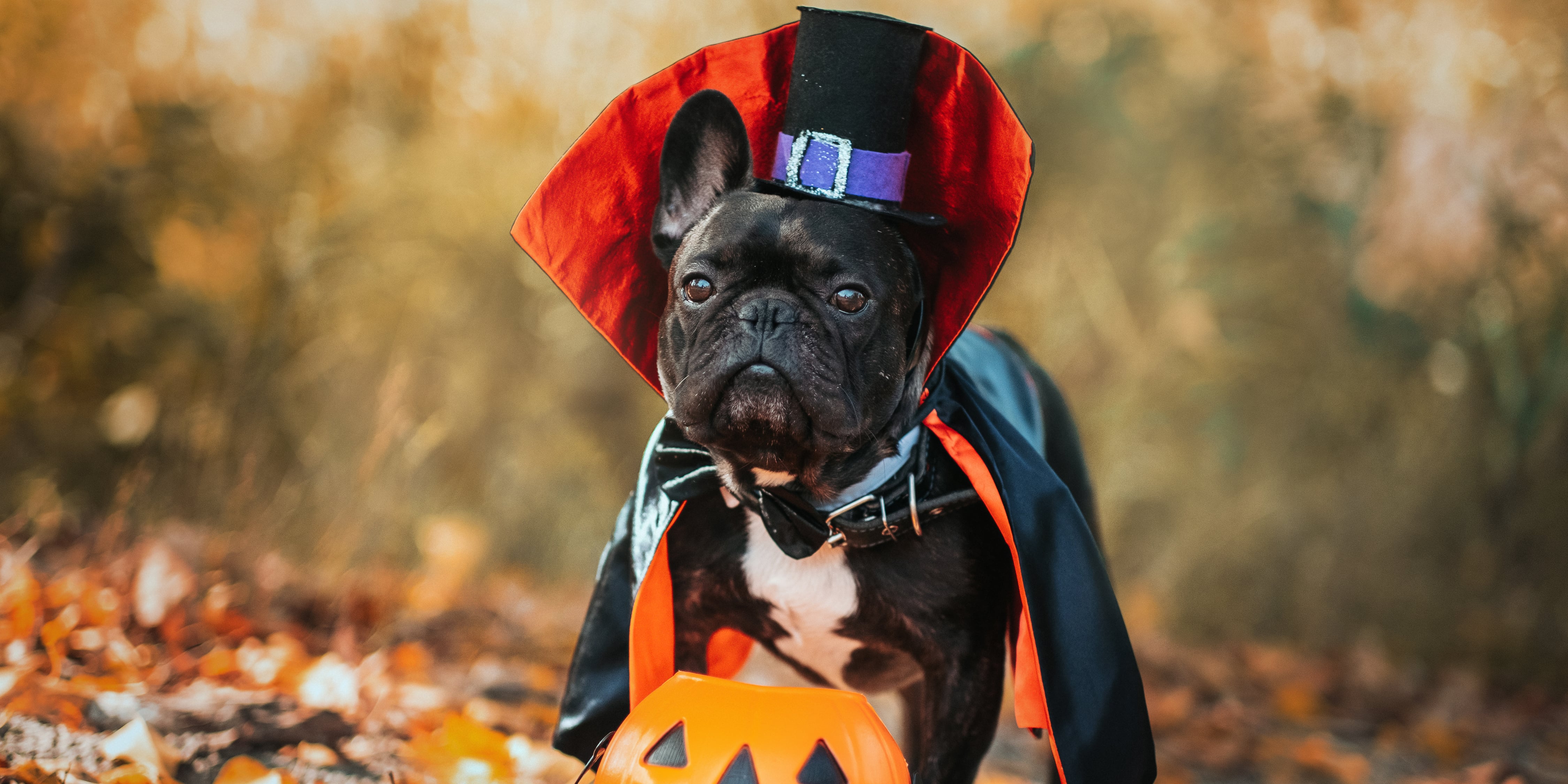 Dog Tags Halloween Costume Accessory 