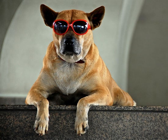 Cool dog cheap wearing sunglasses