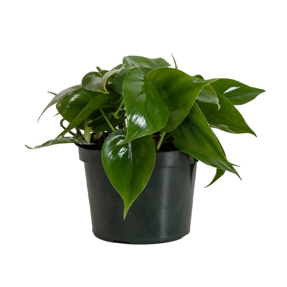 Philodendron Cordatum | Best Trees and Plants From Home ...