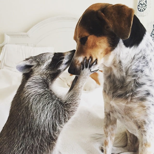 Raccoon That Lives With Dogs | Instagram