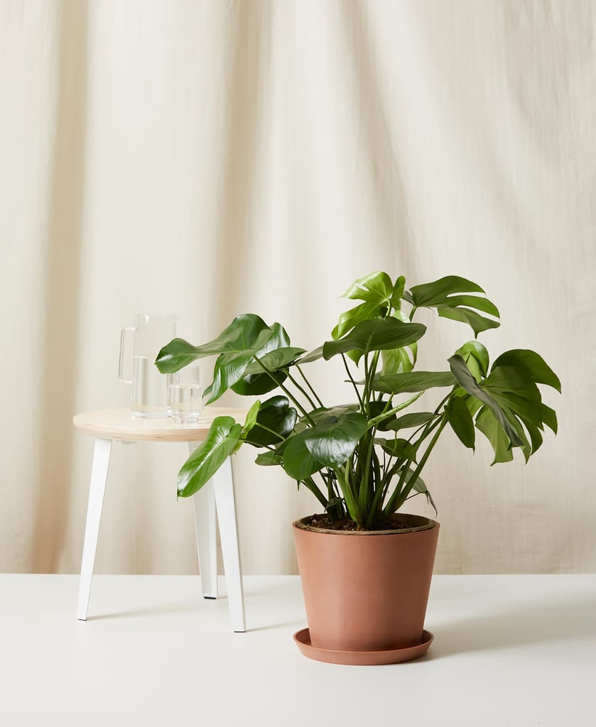 Potted Monstera