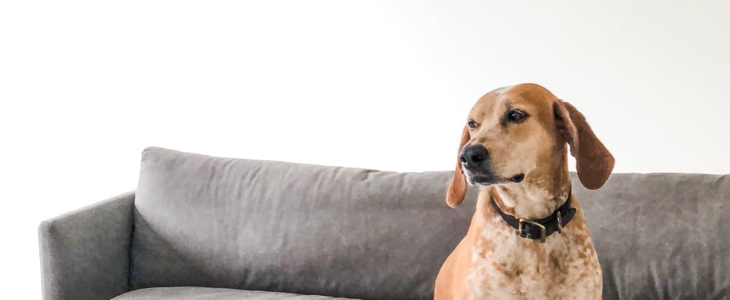 How to Take Good Photos of Dogs