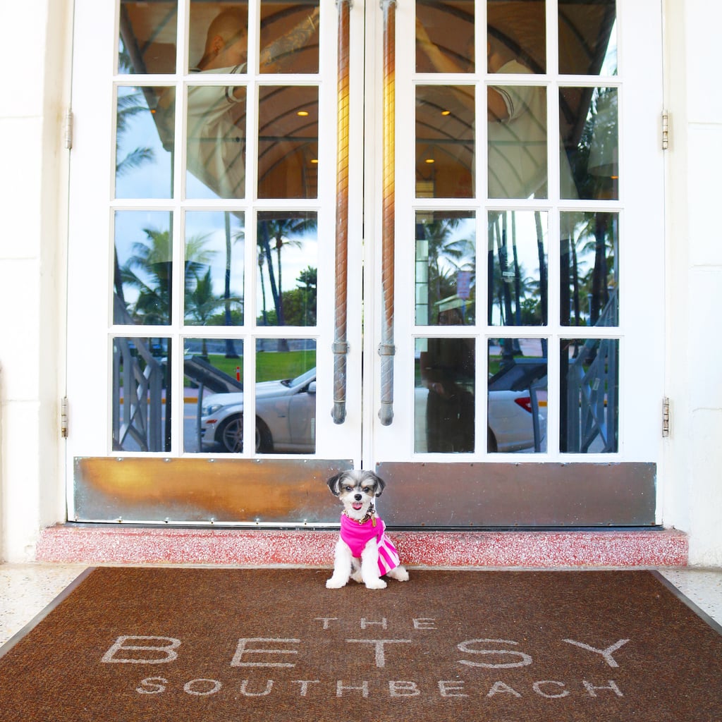 I stayed at the gorgeous, pup friendly Betsy Hotel!