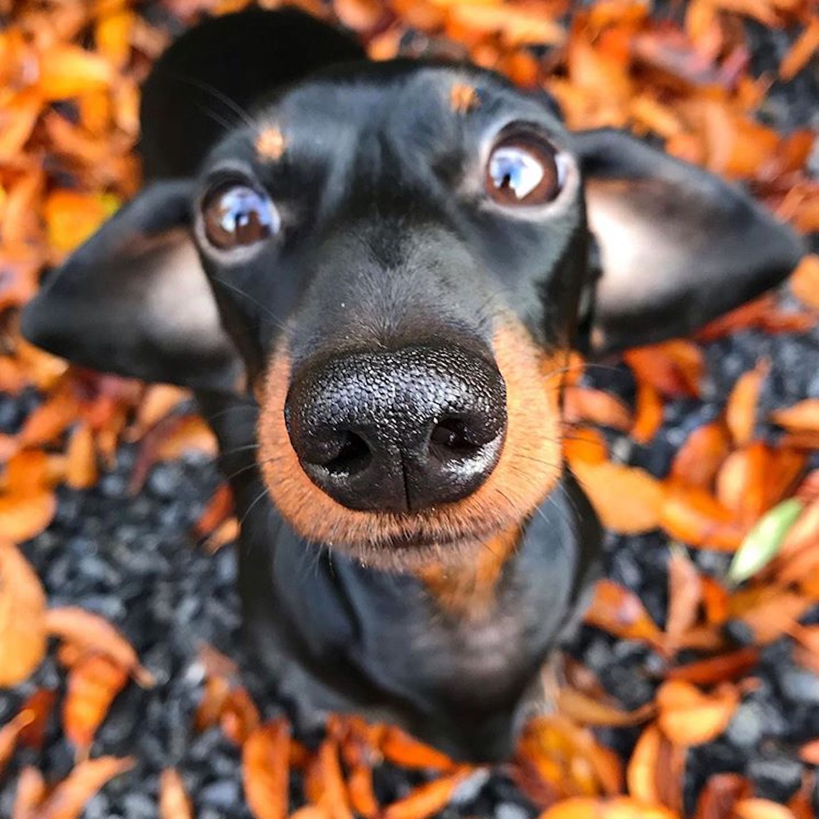 Adorable mini shop dachshund