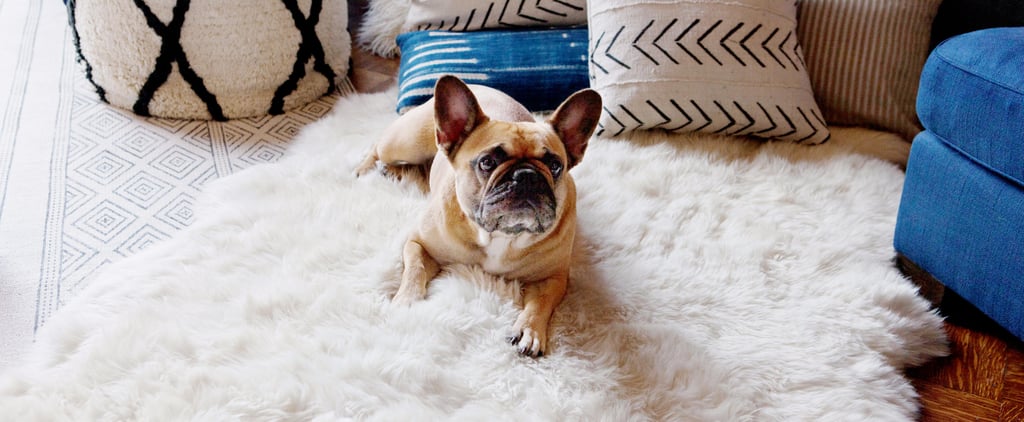 Tips For Taking Pets to a Hotel